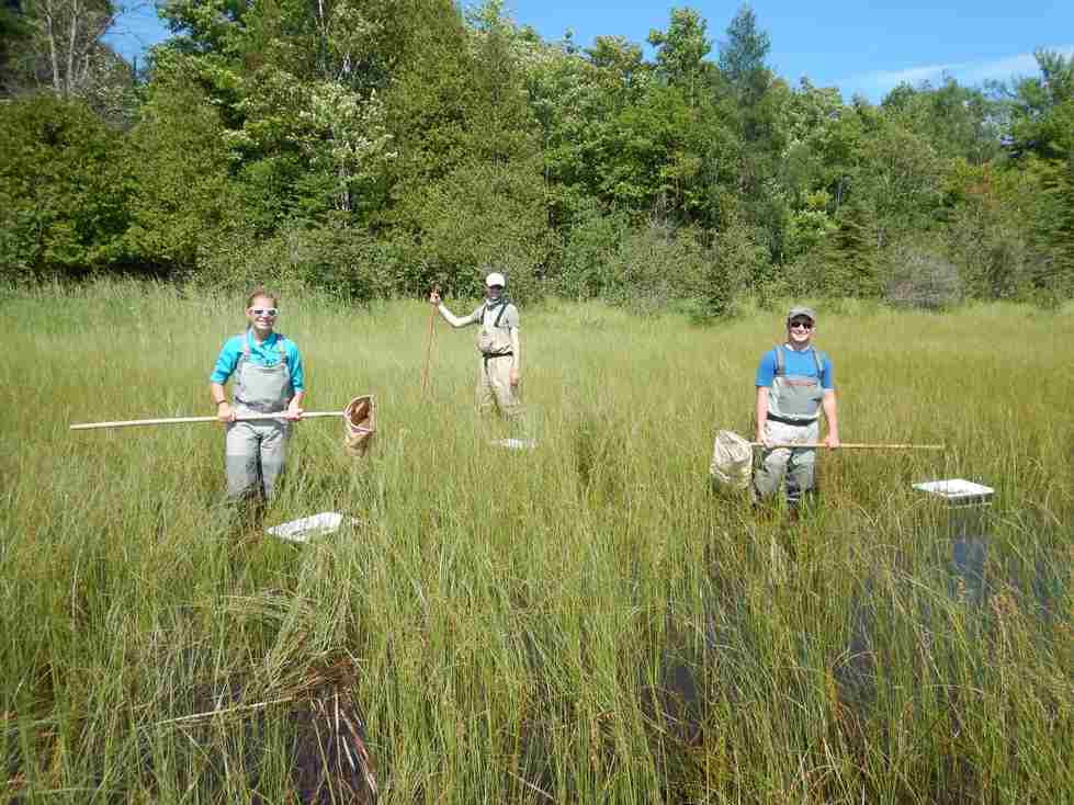 Alan, Evan, and Kaitlyn collect macroinvertebrates from a coastal wetland